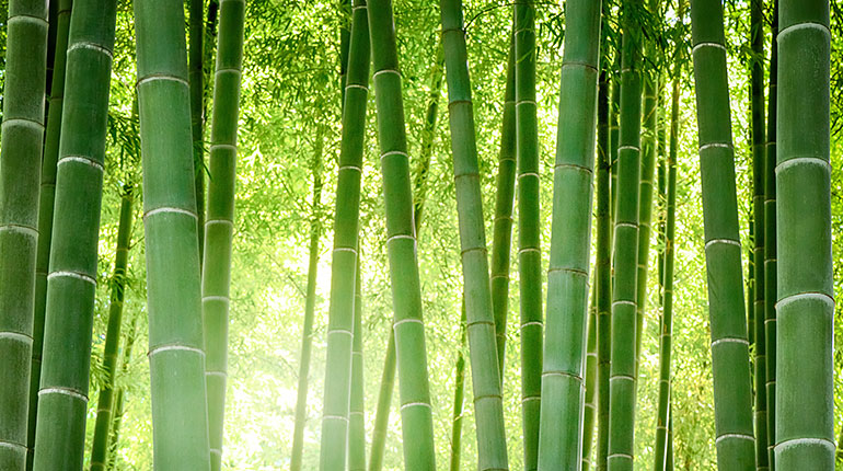 Bamboo Tastic